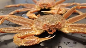 Billions of snow crab deaths off Alaska coast linked to marine heatwave