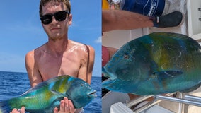 North Carolina angler's colorful puddingwife catch may set world record in saltwater fishing