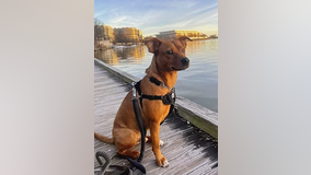 Arlington County police ask for help finding dog who ran away from scene of car crash