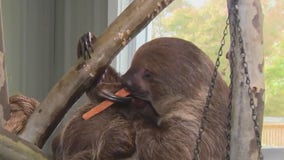 Nova Wild Zoo offering Sloth Encounters for $100