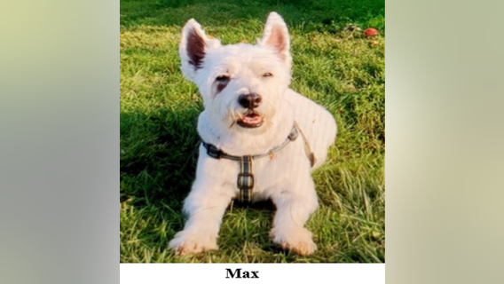 Good Samaritans find DC woman's dog, after being stolen at gunpoint