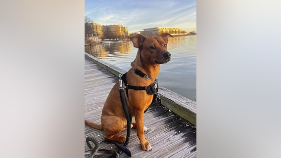 Arlington County police ask for help finding dog who ran away from scene of car crash