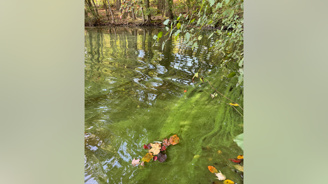 Algae bloom in Reston lake identified as potentially harmful