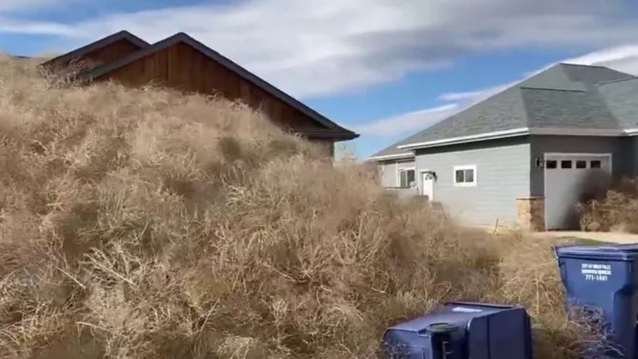 Watch: Montana homes buried under tumbleweed blown in by 60-plus mph wind  gusts