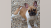 DC woman pleads for safe return of French Bulldog stolen while on walk in Northeast