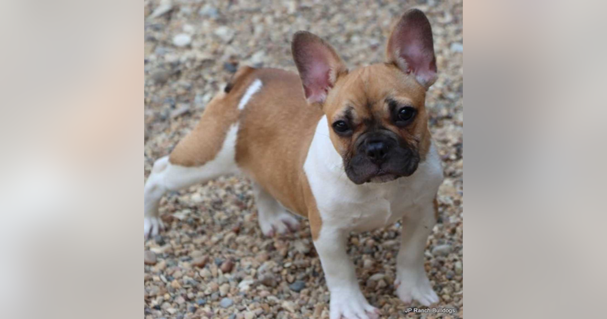 DC woman pleads for safe return of French Bulldog stolen while on walk ...