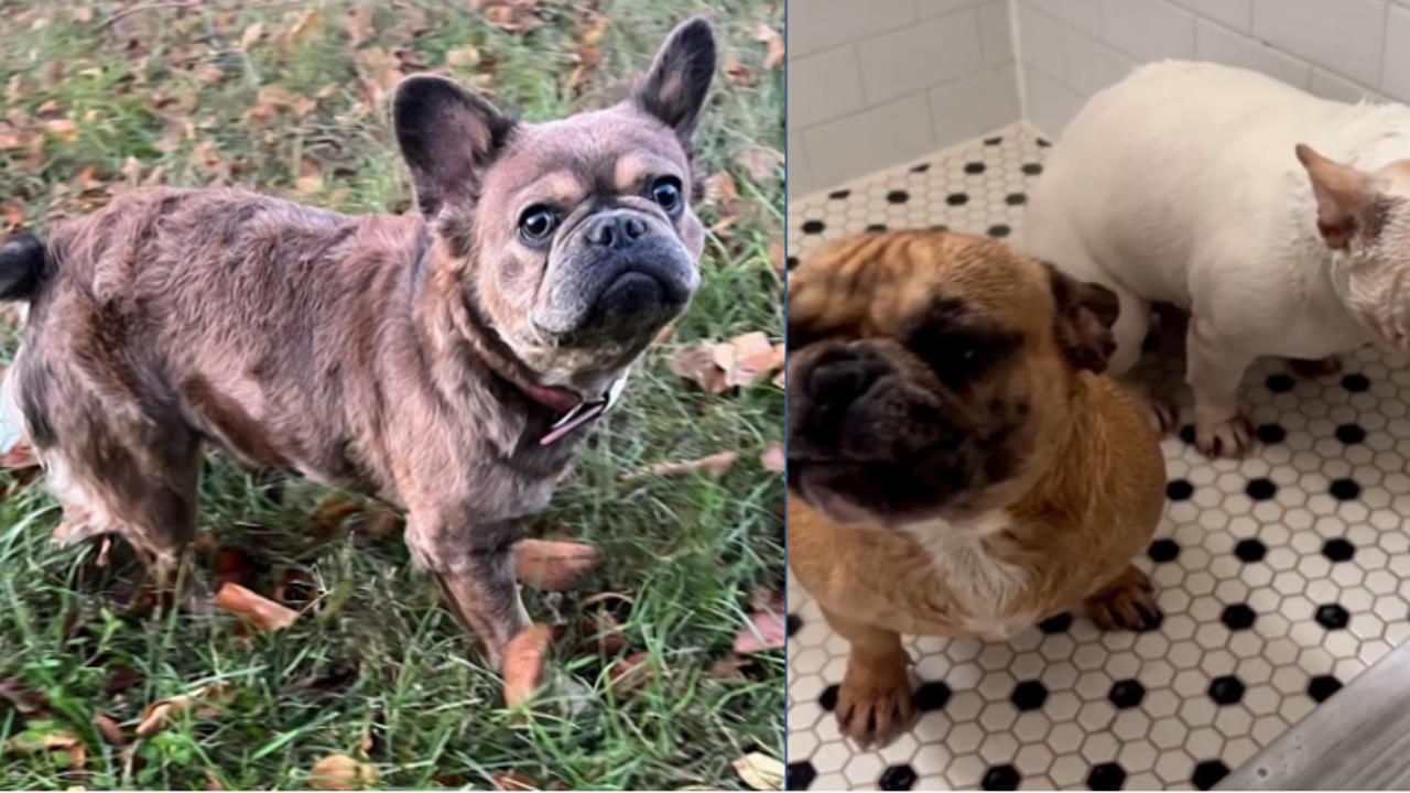 3 French Bulldogs Stolen By Armed Suspects While On Walk In Southeast ...