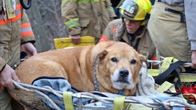 Watch: Dog and owner rescued from ravine in western New York