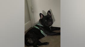 Suspect attempts to steal 3 French bulldogs, leaves with 1, Queen in Springfield home burglary