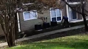 Disturbing video shows man slamming, hitting puppy in Hyattsville apartment complex