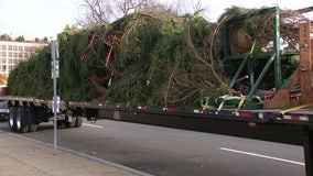 Truckers to haul US Capitol Christmas Tree from Alaska to DC on annual big-rig journey