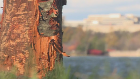 Beavers target DC's Cherry Blossom trees; National Park Service on alert