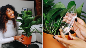 How to maintain and care for your indoor plants during the holidays