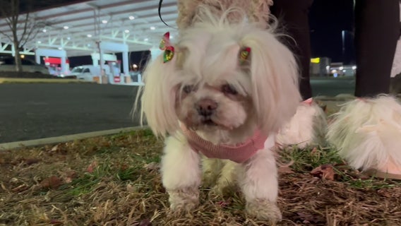 Shih Tzu stolen during a carjacking returned to owner after tip from good Samaritan