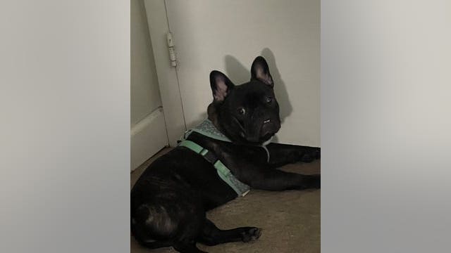 Suspect attempts to steal 3 French bulldogs, leaves with 1, Queen in Springfield home burglary