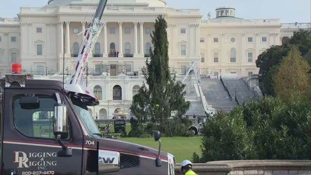 2023 US Capitol Christmas Tree arrives in DC