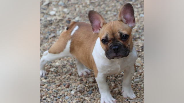 DC woman pleads for safe return of French Bulldog stolen while on walk in Northeast