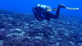 Some coral species ‘remember’ how to survive ocean heat waves, study suggests