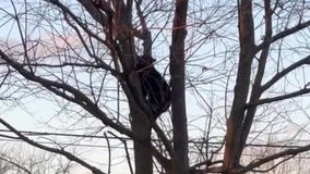 WATCH: Bear stuck in a tree backs up traffic in Virginia