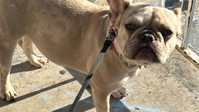 Detectives find French bulldog 'Mocha' stolen at gunpoint in Southeast