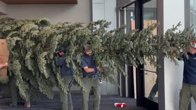 Pivot! Deputies overcome hurdles to fit giant Christmas tree in lobby