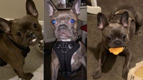 2-year-old French Bulldog 'Tyson' stolen from home in Southwest DC