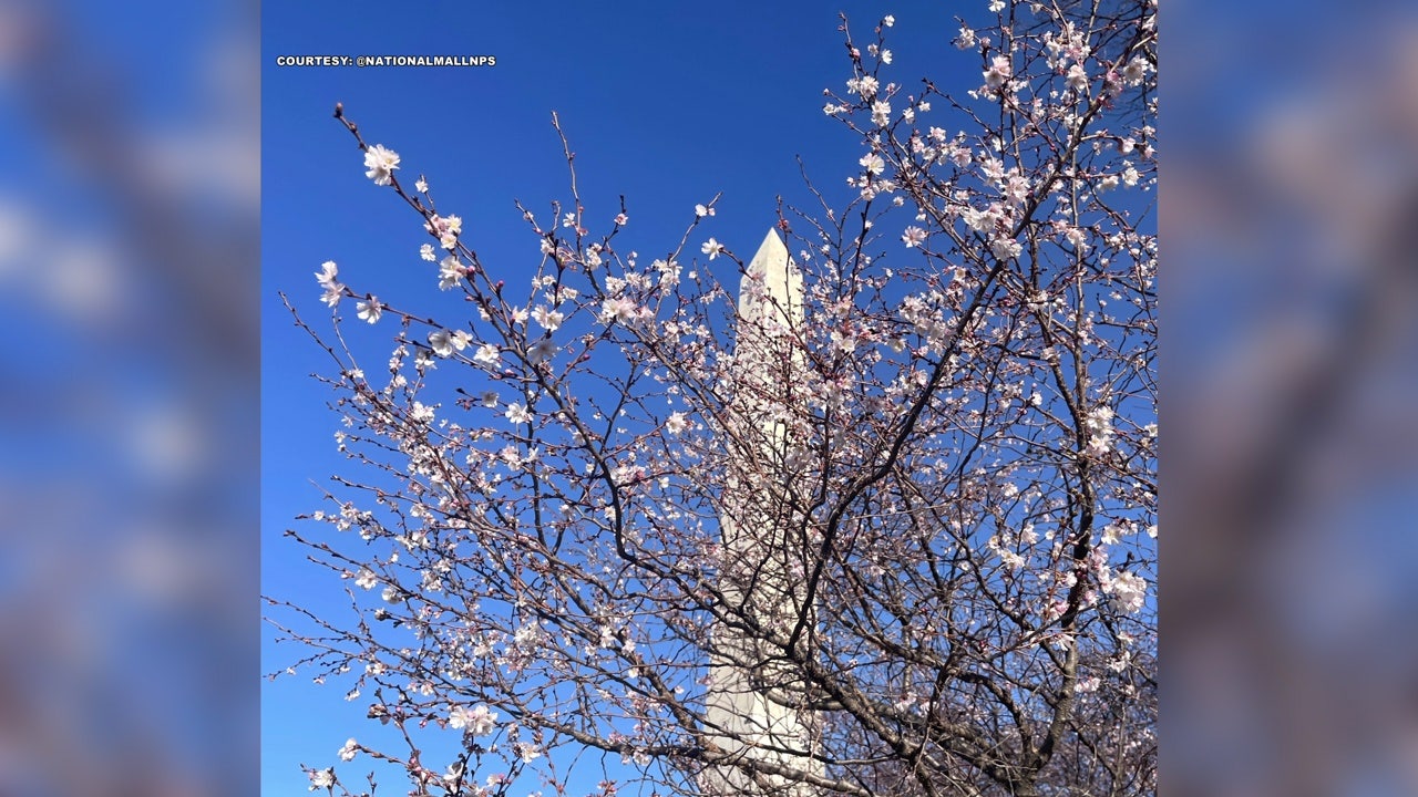 华盛顿纪念碑周围的一些树木为什么已经开花了？