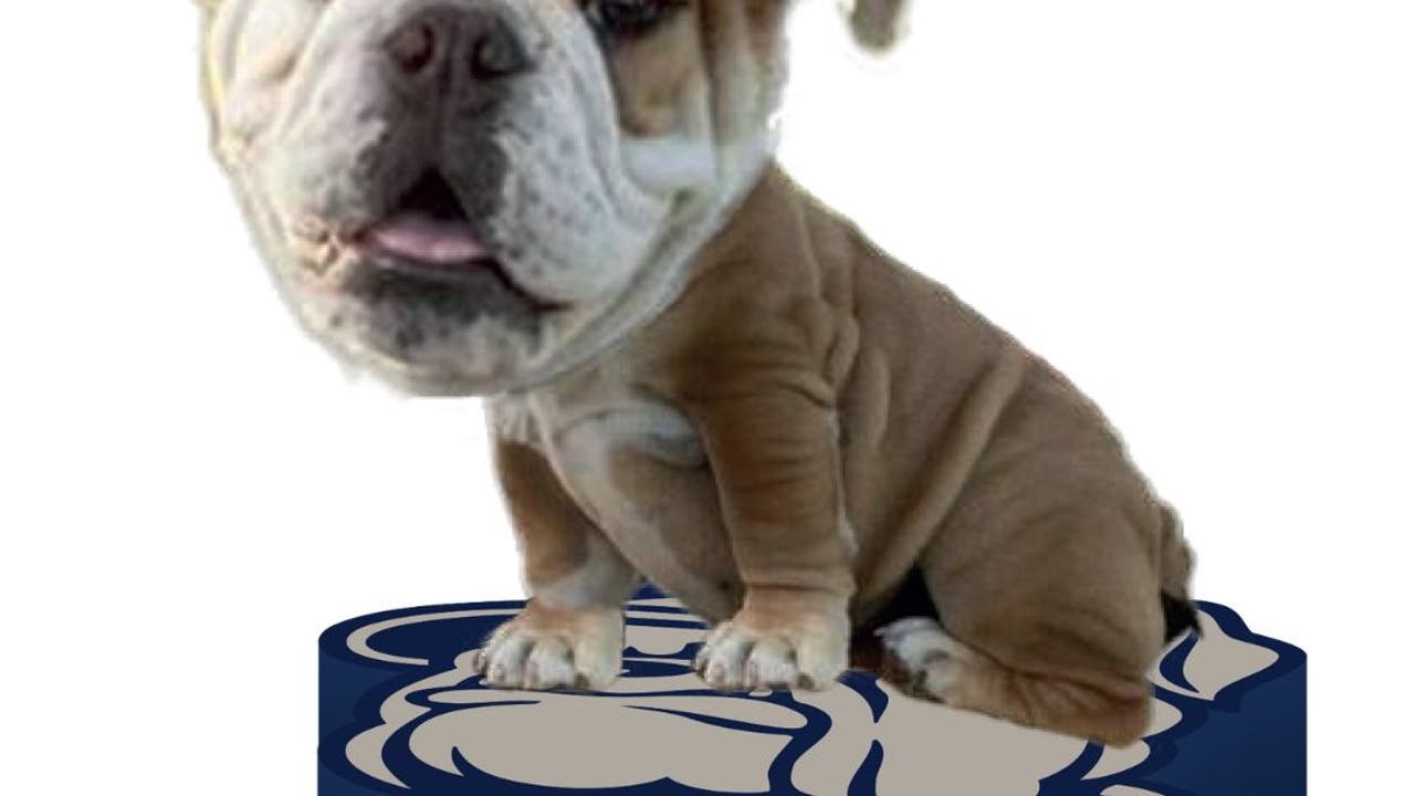 Georgetown University unleashes new Jack the Bulldog bobblehead
