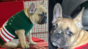 Police searching for 10-week-old French Bulldog 'Dak' taken from car in Northwest DC