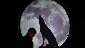 Full Wolf Moon: When to see the first full moon of 2024 this week