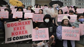 South Korea parliament approves landmark ban on production and sales of dog meat