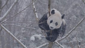 DC pandas play in snow: FOX 5 Flashback