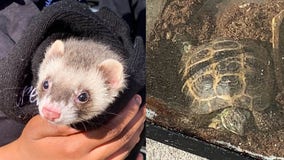 Turtle and ferret safely escape two-alarm fire in DC