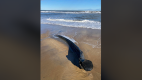 Whale jawbone washes up in Bethany Beach