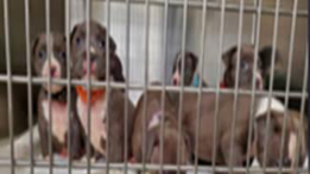 7 of 8 puppies taken after suspect stole woman's car from U Street alleyway brought back to owner