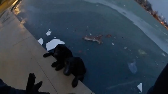 Watch: Indiana officer rescues 2 dogs from icy pond