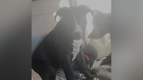 Pit bull named ‘Lola’ stolen during New Year’s Eve burglary in DC