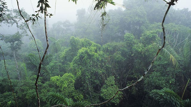 Massive system of ancient cities discovered in the Amazon: Study