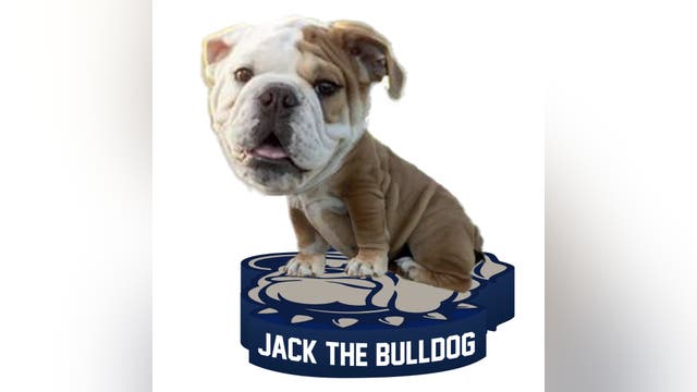 Georgetown University unleashes new Jack the Bulldog bobblehead