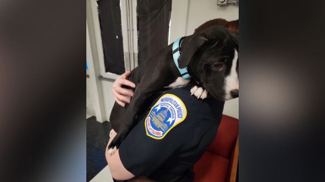 Pit bull named ‘Lola’ reunited with owners after stolen during New Year’s Eve burglary in DC