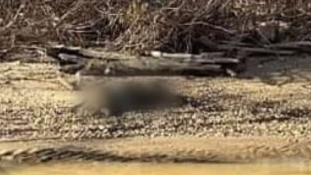 Dead dog found near Potomac River sparks concerns of potential dog fighting in Prince William County