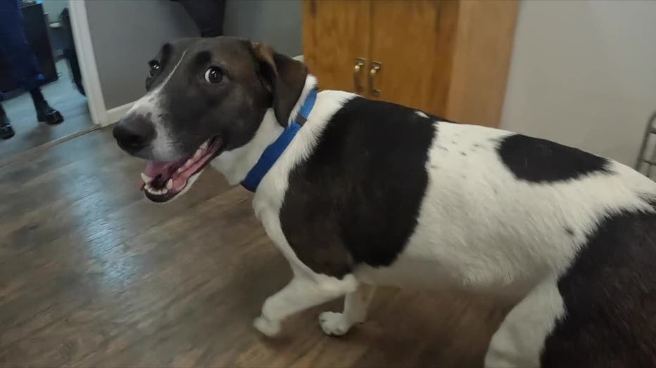 5P-ZOE-KENOSHA-DOG-PKG_WITI8d3d_702_mp4_00.01.05.26.jpg