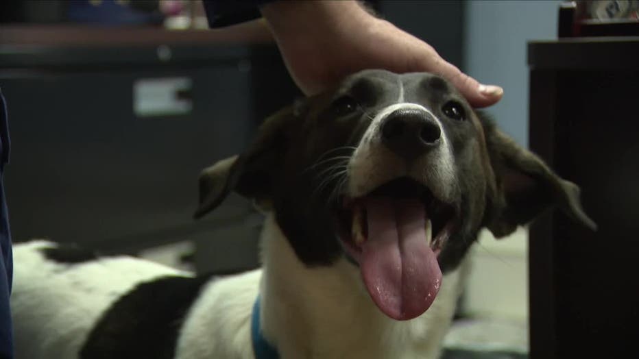 5P-ZOE-KENOSHA-DOG-PKG_WITI8d3d_702_mp4_00.01.16.35.jpg