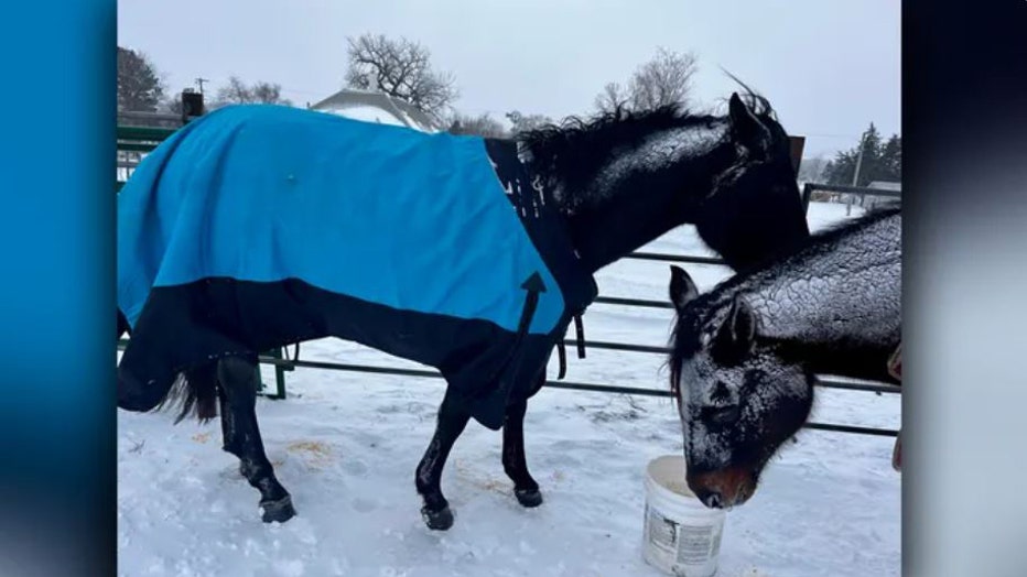 Horses-stranded-in-blizzard.jpg