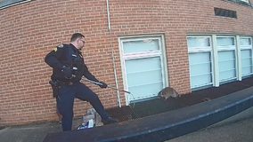 Rabid racoon removed from Hyattsville streets