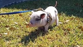 Piglet rescued after being 'tossed like a football' at Mardi Gras party in New Orleans