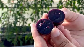 Scientists turn tomatoes purple to make them more nutritious