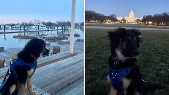 Family mourns puppy kicked, killed by District Dogs employee