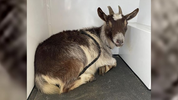 Virginia’s Vincent van Goat cared for by foster family while authorities search for owner
