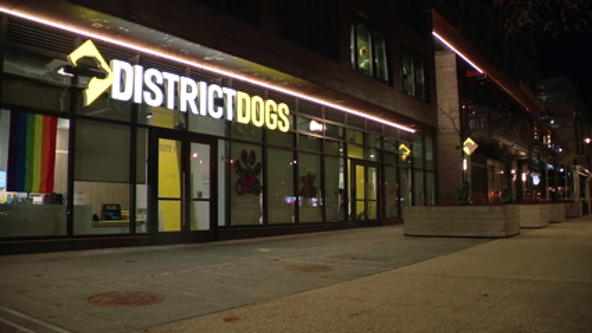 Puppy smacked by District Dogs employee dies